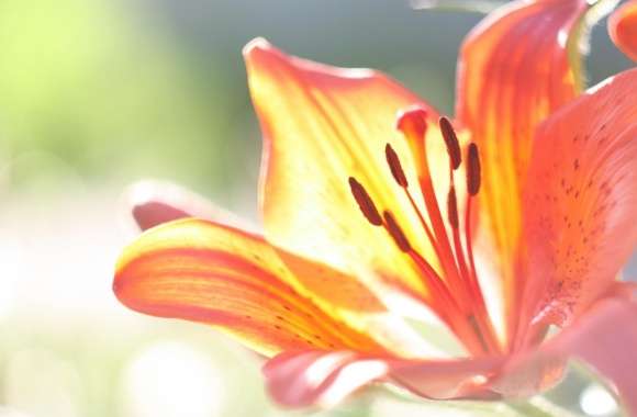 Lily Macro wallpapers hd quality