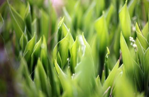 Lily Of The Valley Leaves