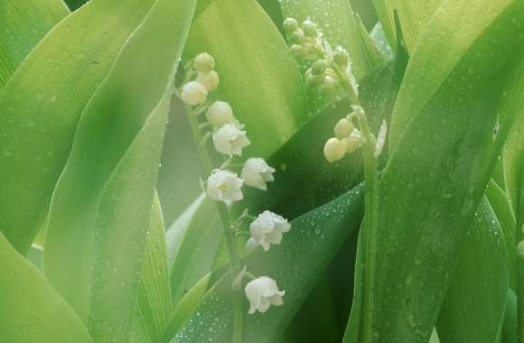 Lily Of The Valley With Water Drops