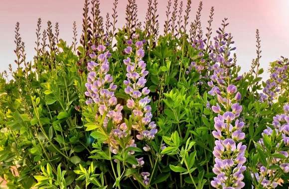 Lupines Flowers