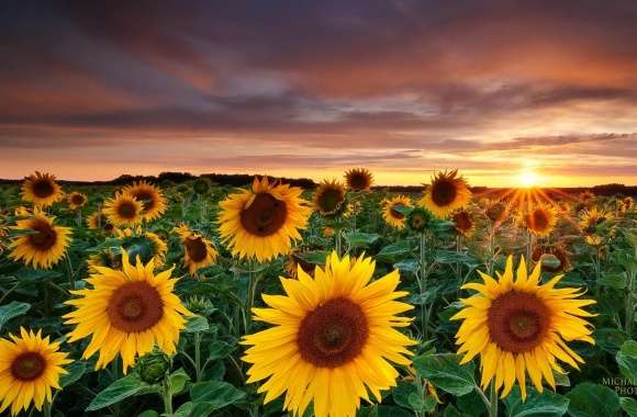 Magic Landscape Sunflower Garden Background