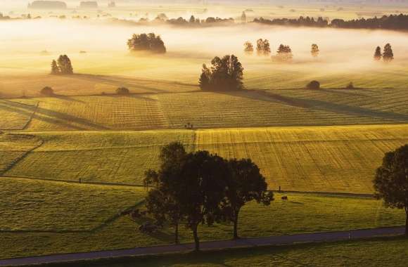 Morning Mist Meadow