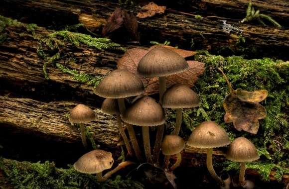 Mushrooms Growing On A Tree Stump