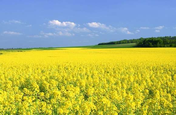 Mustard Flower Field