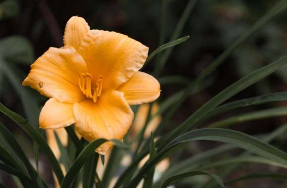 Orange Lily Flower