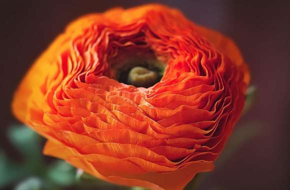 Orange Persian Buttercup Flower