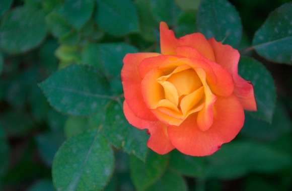 Orange Rose