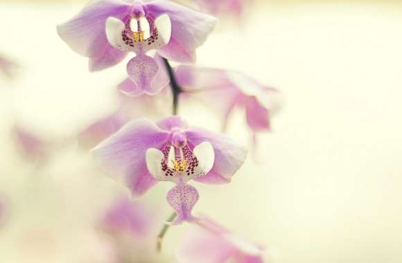 Orchid For Desktop