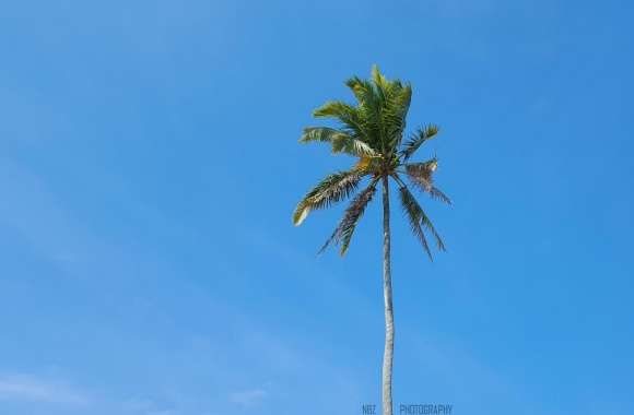 Palm Tree, Sea Beach, Nature