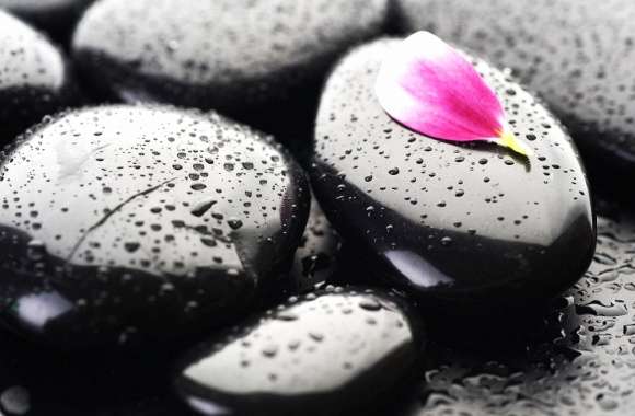 petal and black stones