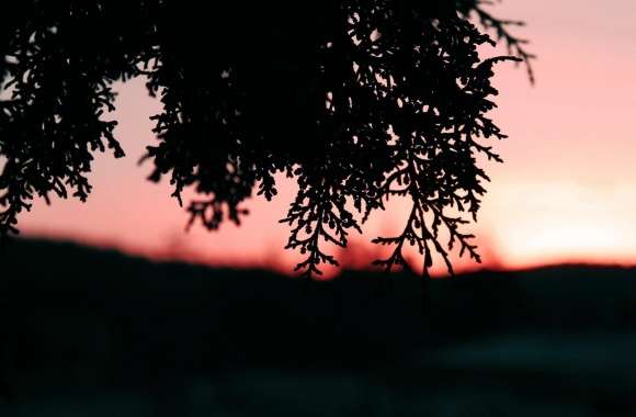 Pine Shrubs In Sunset
