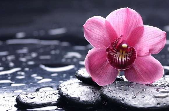 Pink flower and stones