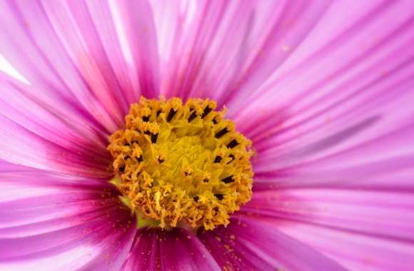 Pink Flower Macro