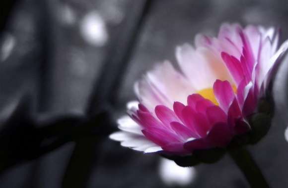 Pink Flower On Black And White Background