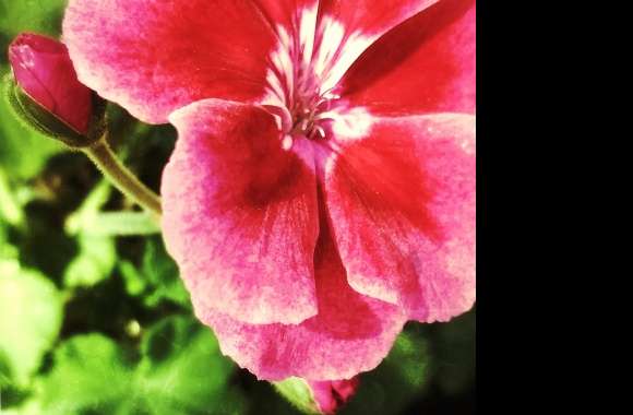 Pink Petunia