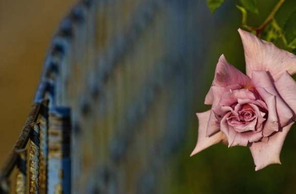 Pink Rose And Fence