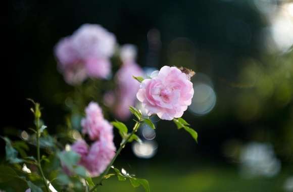 Pink Rose Bokeh