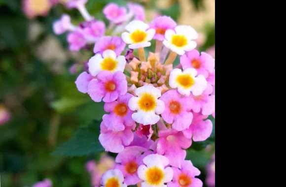 Pink Yellow Flowers