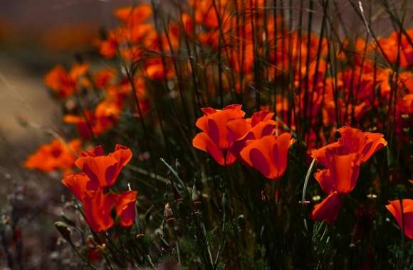 Poppies Buds