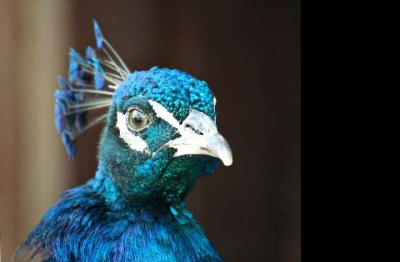 Pretty Peacock