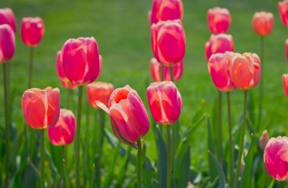 Pretty Tulips Flowers