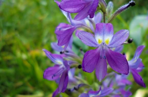 Purple Flower