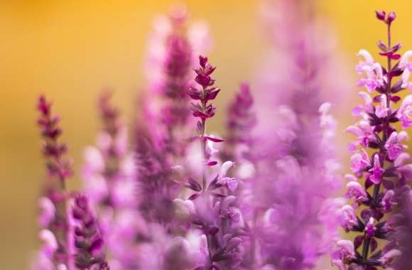 Purple Flowers