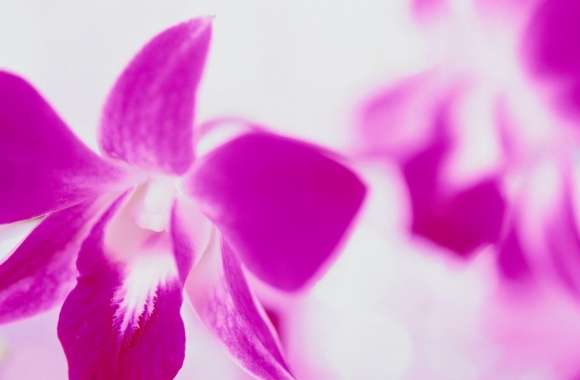 Purple Flowers On White Background wallpapers hd quality