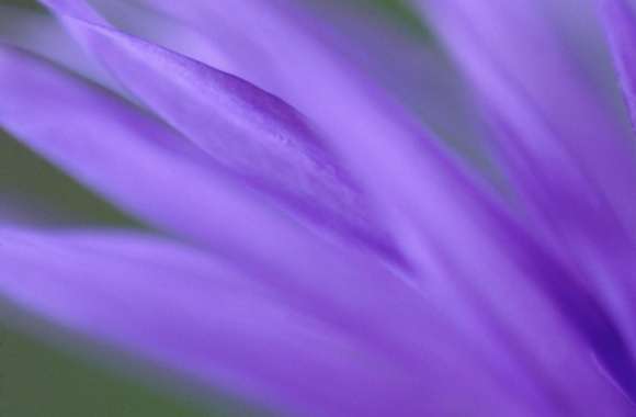 Purple Frond wallpapers hd quality