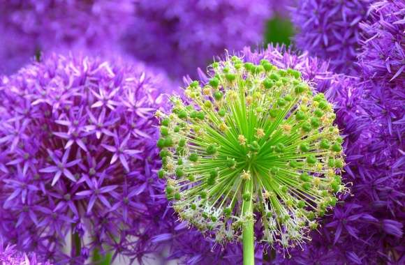 Purple Onion Flowers