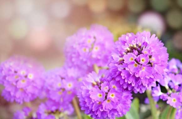 Purple PrimRose Flower
