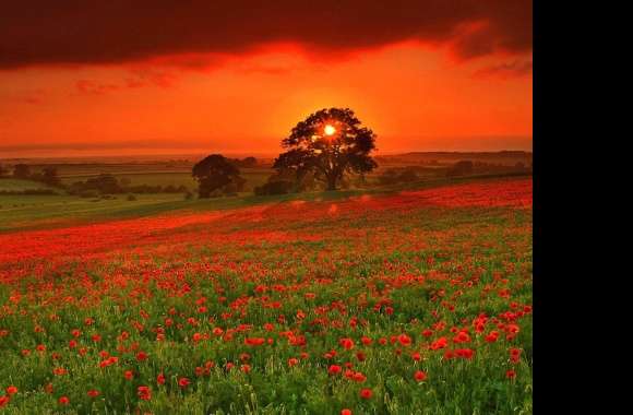 Red flowers in red sunset