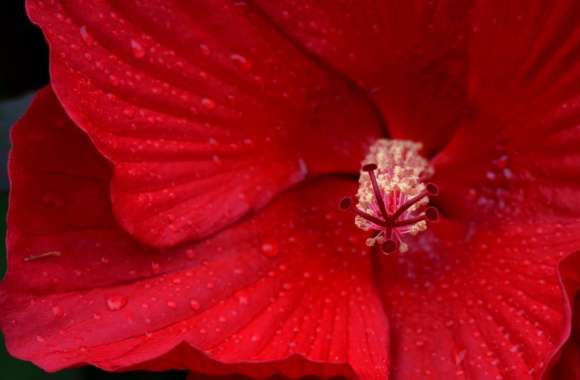 Red Hibiscus Flower Macro