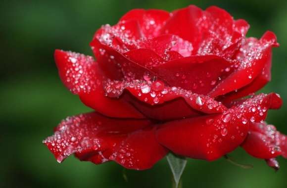 Red Rose Flower