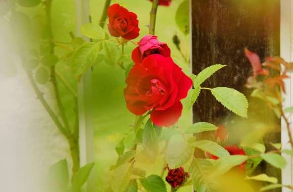 Red Roses  Rosarium Utrecht
