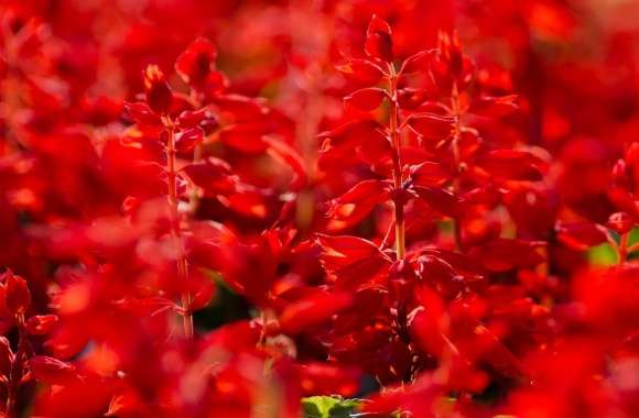 Red Salvia