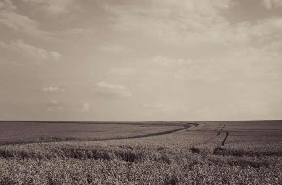 Ripe Wheat Field