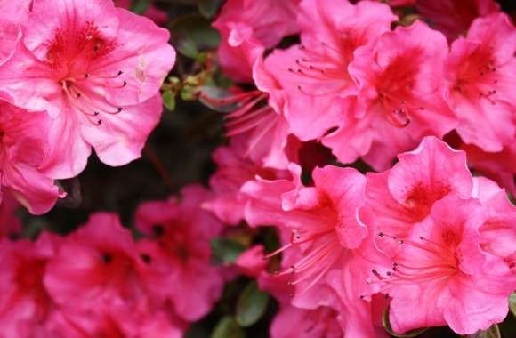 Rose Tree Flowers