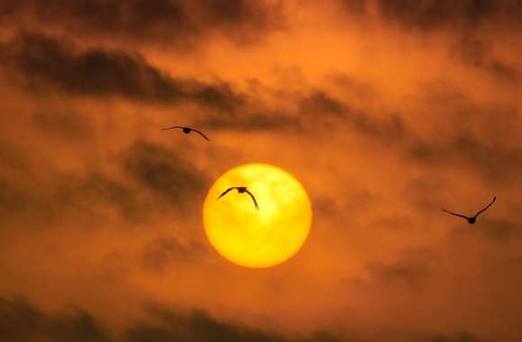 Sandhill Cranes Birds, Sunrise