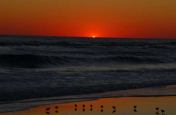 Seagulls On Beach At Sunset