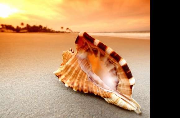 shell at sunset