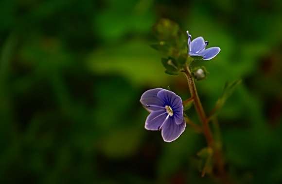 Small Blue Flower