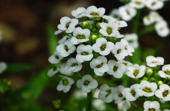 Small Little White Flowers