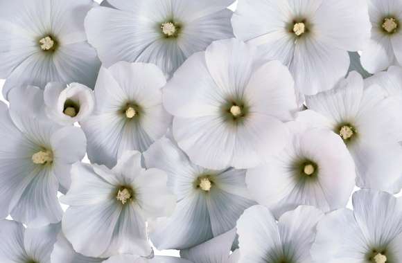 Soft White Flowers