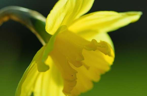 Spring Yellow Daffodil