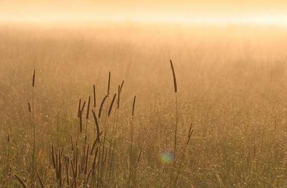 Summer Wheat Field