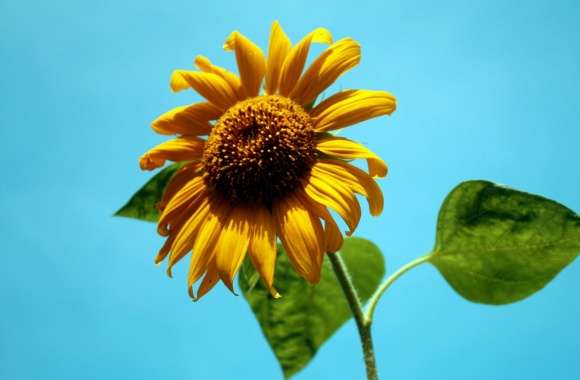 Sunflower Against A Blue Sky