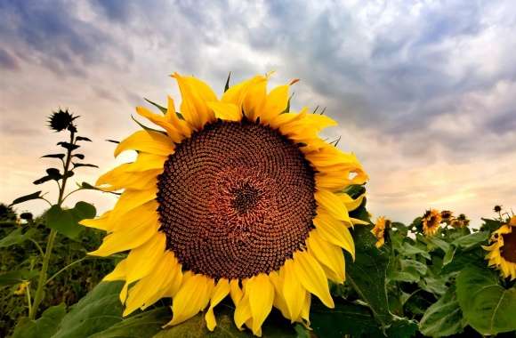 Sunflower Close up HDR