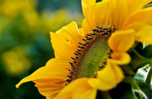 Sunflower Macro