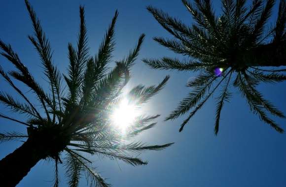Sunlight Through Palm Trees